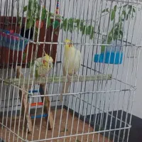 عروس هلندی|پرنده|تکاب, |دیوار