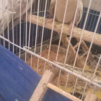 عروس هلندی|پرنده|اصفهان, روشن‌دشت|دیوار