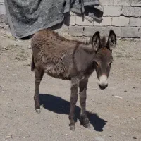 کره خر