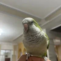 طوطی راهب سخنگو رام و اجتماعی|پرنده|بم, |دیوار