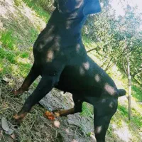 سگ روتوایلر