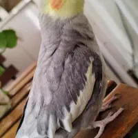 عروس هلندی سخنگو|پرنده|شیراز, فضل‌آباد|دیوار