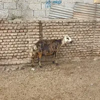 گوسفند پلنگی اصل،شکم دوم ، جنس درجه یک