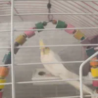 عروس هلندی گمشده