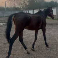 اسب نریون تروبرد ۷ ساله