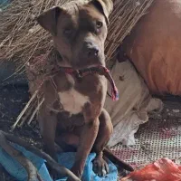 پیتبول تریر آمریکایی