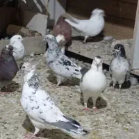 گرفتنی رو بلندی تو شب