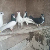 5تا شهری باهم