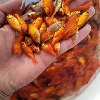 ماهی قرمز .  ماهی گلی