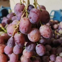 سرکه انگور قرمز کاملا بهداشتی