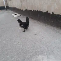 جوجه|حیوانات مزرعه|تهران, طرشت|دیوار