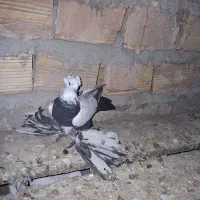 یک عدد سینه سیاه