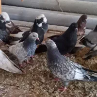 جوجه پرشی کاشان