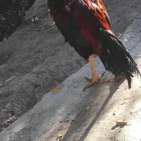 خروس لاری اصیل