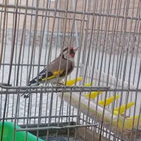 دو عدد سهره|پرنده|اقلید, |دیوار