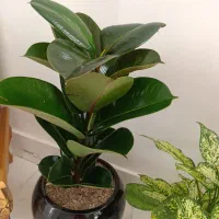 گل فیکوس شاداب ۶۰۰|گل و گیاه طبیعی|گلبهار, شهر جدید گلبهار|دیوار