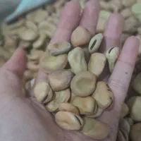 باقلا بذر ندای هفت بند