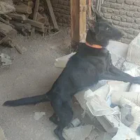 ژرمن بلک ماده