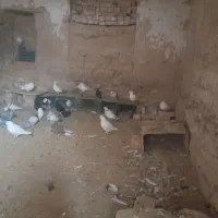 کبوتر|پرنده|بزینه رود, |دیوار