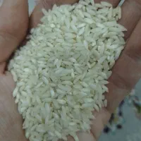 برنج عنبربو چرداول