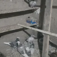 کفتر جوجه|پرنده|شهریار, بکه|دیوار