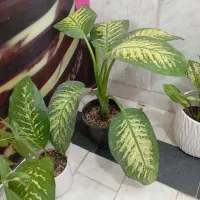 گل قیمت مناسب