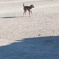 سگ نژاد افغانی|سگ|سربیشه, |دیوار