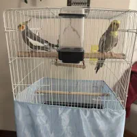 یک جفت عروس هلندی با قفس و پایه قفس|پرنده|ری, جوانمرد قصاب|دیوار