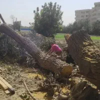 خریدار چوب و برش درختان باغی و جنگلی در محل شما