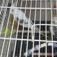 عروس هلندی آلبینو دوکت بدون پر غلط