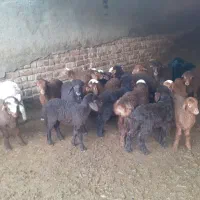 میش وبره|حیوانات مزرعه|دینور, |دیوار