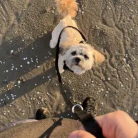 واگذاری رایگان