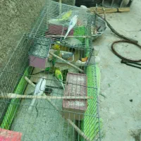 کبوترکینگ یامرغی.ومرغ عشق.لنده|پرنده|لنده, |دیوار