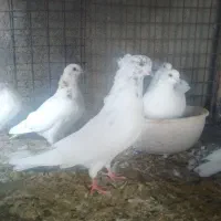 فروش کبوتر|پرنده|گرمسار, |دیوار