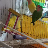 یک جفت طوطی برزیلی مولد|پرنده|ساری, |دیوار