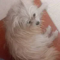سگ گم شده