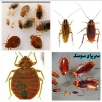 سمپاشی تخصصی ساس سوسک با تضمین سم پاشی در یک مرحله