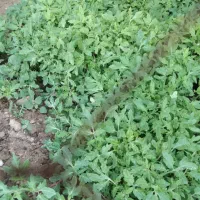 نهال گوجه فرنگی (اصلاح شده)