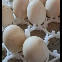 تخم  اردک موجود است