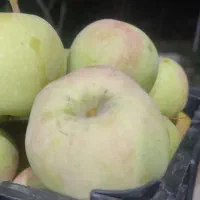 سیب گلاب|خوردنی و آشامیدنی|مشهد, جنت|دیوار