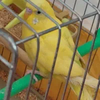 مرغ عشق|پرنده|فیروزآباد (فارس), |دیوار