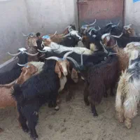 فروش بزغاله نر چاق