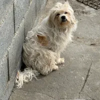 واگذاری تعدادی سگ شیتزو