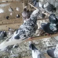 نر هما سرور