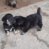 سگ نگهبان وتوله شیتزو