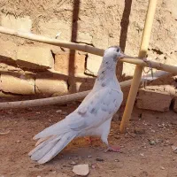 کفتر کبوتر|پرنده|آبگرم, |دیوار