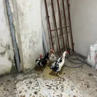 خروس گلین|پرنده|نوشهر, |دیوار