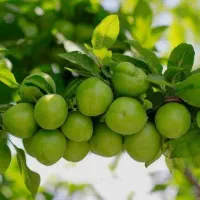 انواع نهال گوجه سبز سردرودی و سلطانی