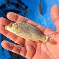 کپور طلایی اردک ماهی آمور فیتوفاک بیگهد