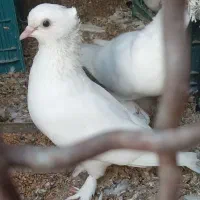 کبوتر سفید وزاغ وزرد|پرنده|میناب, |دیوار